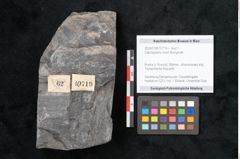 Foto (Objekt + Etikett) von Odontopteris minor Brongniart (NHMW-GEO-2024-0188-10719)